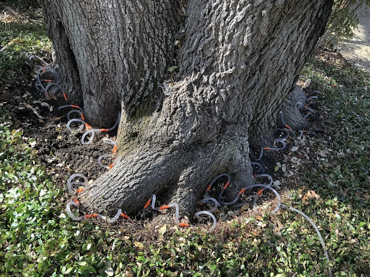 Detailed Tree Cabling and Bracing job site in Fountain Green