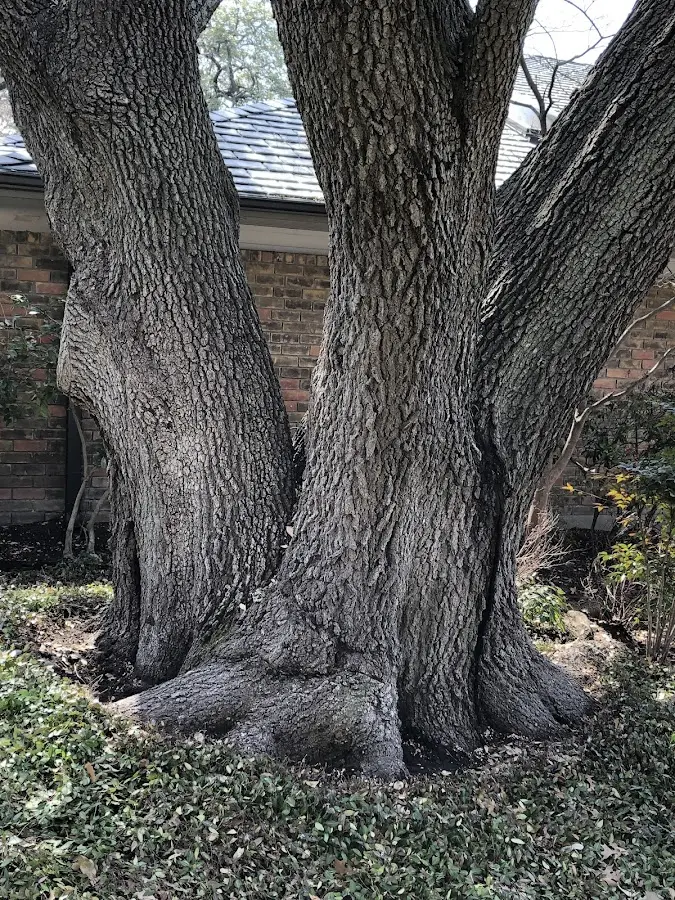Mature heritage tree close to a Fountain Green property cared for by certified arborists